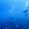 Picture taken during the dive