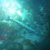 Picture taken during the dive