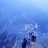 Picture taken during the dive