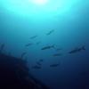 Picture taken during the dive