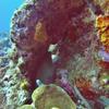 Picture taken during the dive