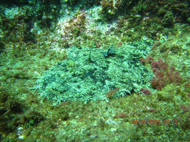 Narval Plongee - Dive Center in France