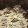 Picture taken during the dive