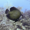 Picture taken during the dive
