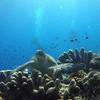 Picture taken during the dive