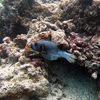 Picture taken during the dive