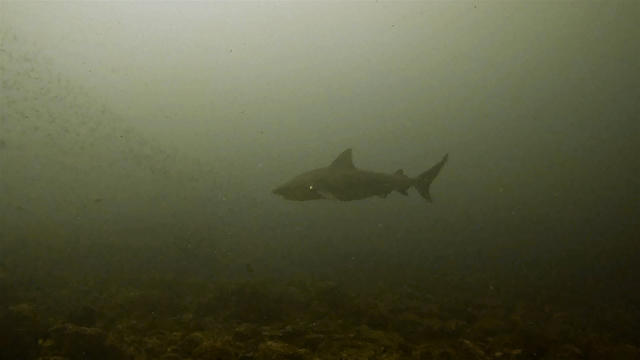 Diving in Costa Rica, Bat Island - By David 'dibs' Bishop