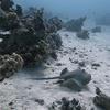Picture taken during the dive