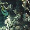 Picture taken during the dive