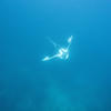 Picture taken during the dive