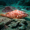Picture taken during the dive