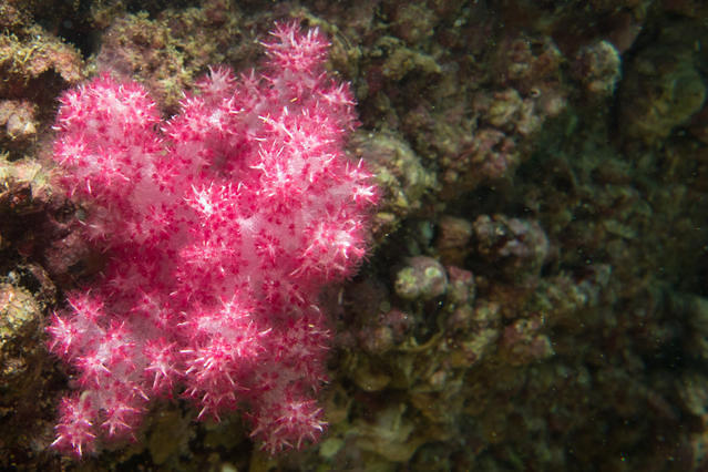 Diving in 香港, Sai Kung - By Kenneth Yung