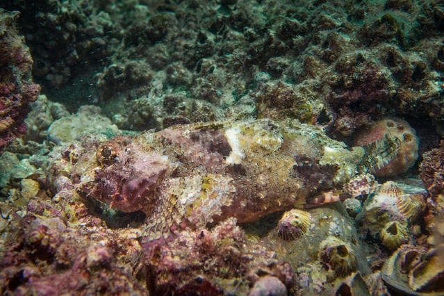 Diving in 香港, Sai Kung - By Kenneth Yung