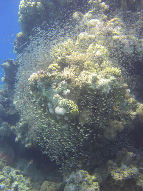 Shulamit's Eilat Diving Adventures - Dive Center in États-Unis