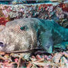 Picture taken during the dive