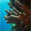 Picture taken during the dive
