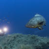 Picture taken during the dive