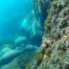 Picture taken during the dive