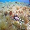 Picture taken during the dive