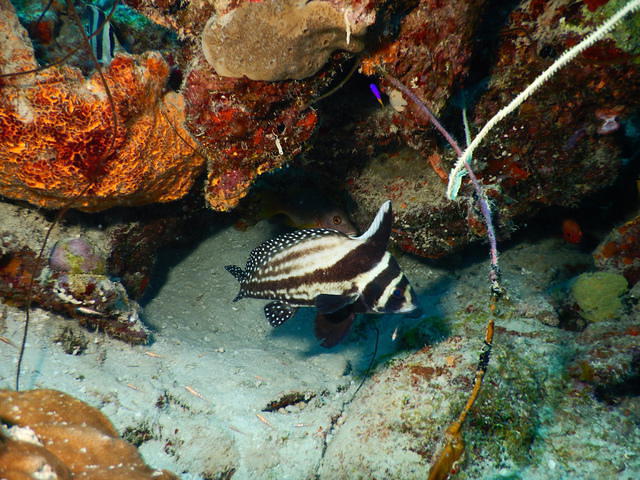 Go West Diving - Dive Center in Netherlands