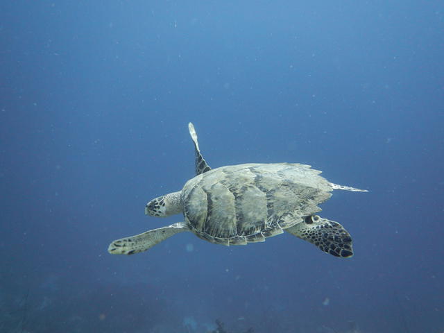 Relaxed Guided Dives - Dive Center
