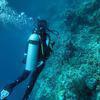 Picture taken during the dive