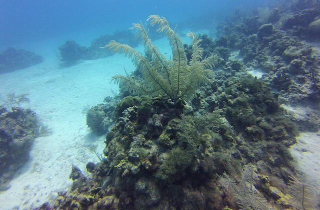 Diving in Îles Caïmans, Grand Cayman - By BigRedDiver