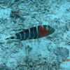 Picture taken during the dive