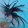 Picture taken during the dive