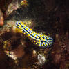 Picture taken during the dive