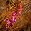 Picture taken during the dive