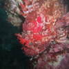Picture taken during the dive