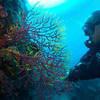 Picture taken during the dive