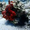 Picture taken during the dive