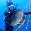 Picture taken during the dive