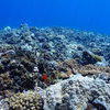 Picture taken during the dive
