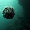 Picture taken during the dive