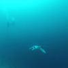 Picture taken during the dive