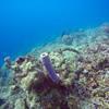 Picture taken during the dive