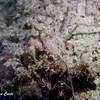 Picture taken during the dive