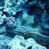 Picture taken during the dive