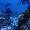 Picture taken during the dive