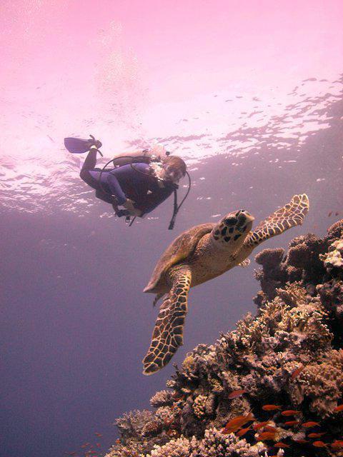 London School Of Diving - Dive Center in United Kingdom