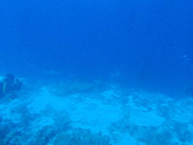 Maldives Passions PVT.LTD - Dive Center in Maldives