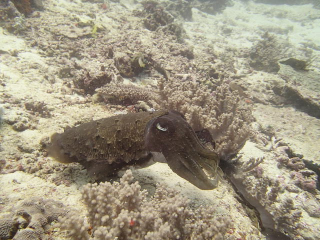 Murex Dive - Dive Center in United States