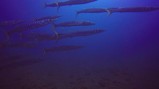 Gran Canaria Divers - Dive Center in Spain