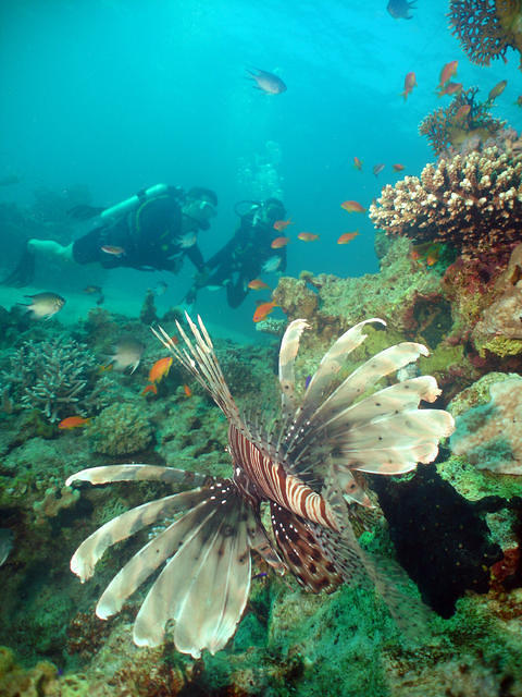 Sinai Blues - Dive Center in Egypt