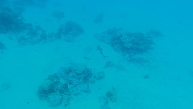SilverSwift - Dive Center in Australia