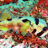 Picture taken during the dive