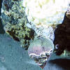 Picture taken during the dive